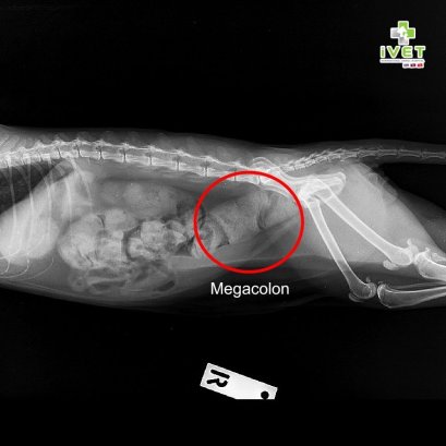 น้องไมเกิลมีอุจจาระสะสมในลำไส้จำนวนมาก 